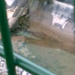 2014 09 25 WN dead rodents pile 2 JP